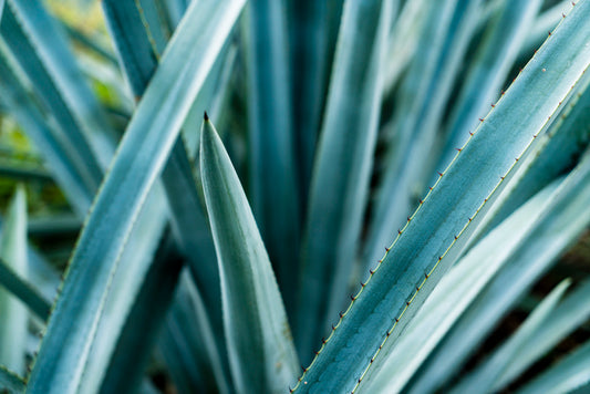 Tequila tasting, Premium, Jonathan Friday 17th January 17:00